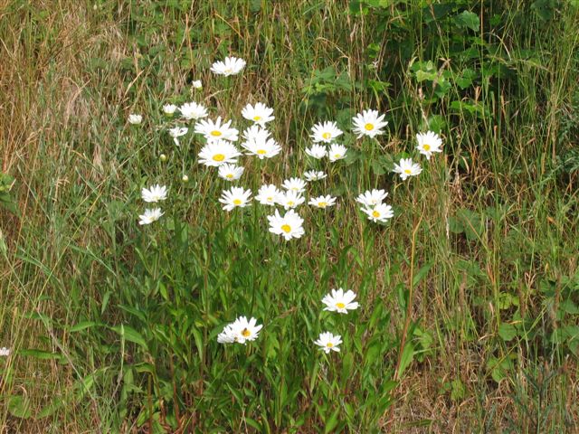 eine sonntägliche Blumenpracht